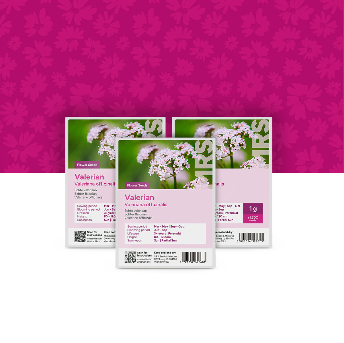 Echter Baldrian – Valeriana officinalis