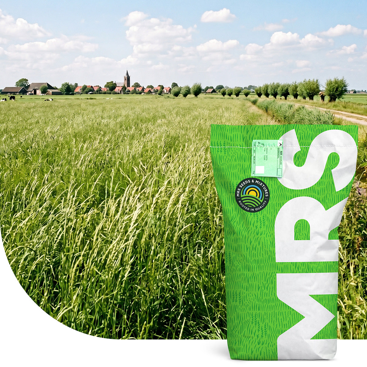 Deutsches Weidelgras – Lolium perenne (Weidetyp)