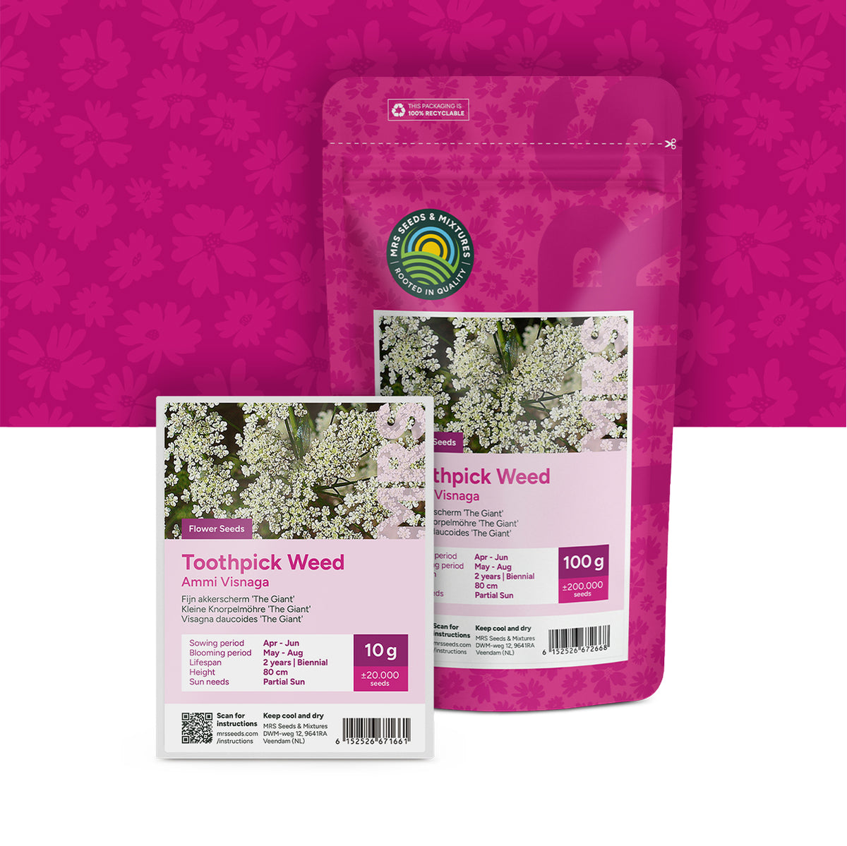 Kleine Knorpelmöhre 'The Giant' – Ammi visnaga