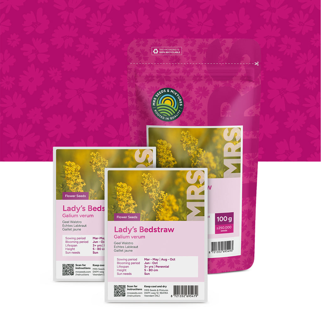 Echtes Labkraut – Galium verum