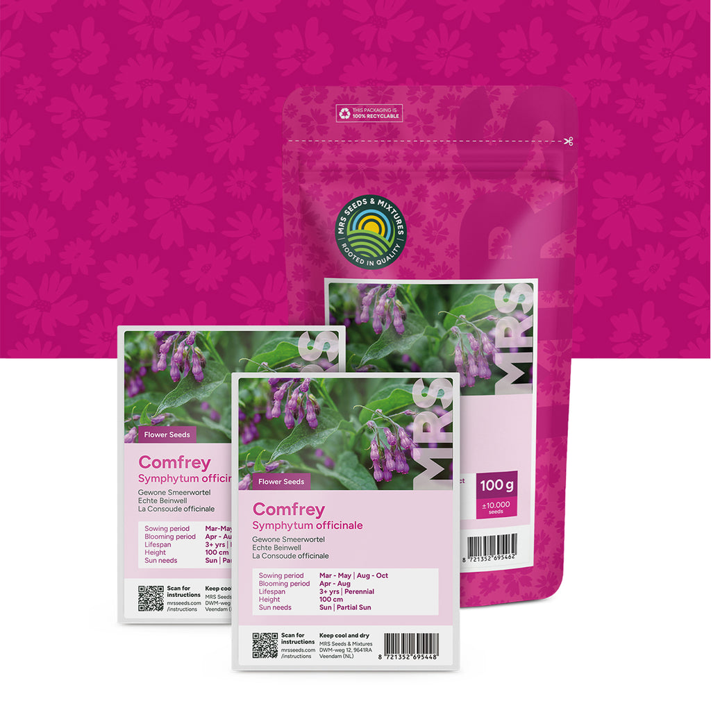 Echte Beinwell – Symphytum officinale