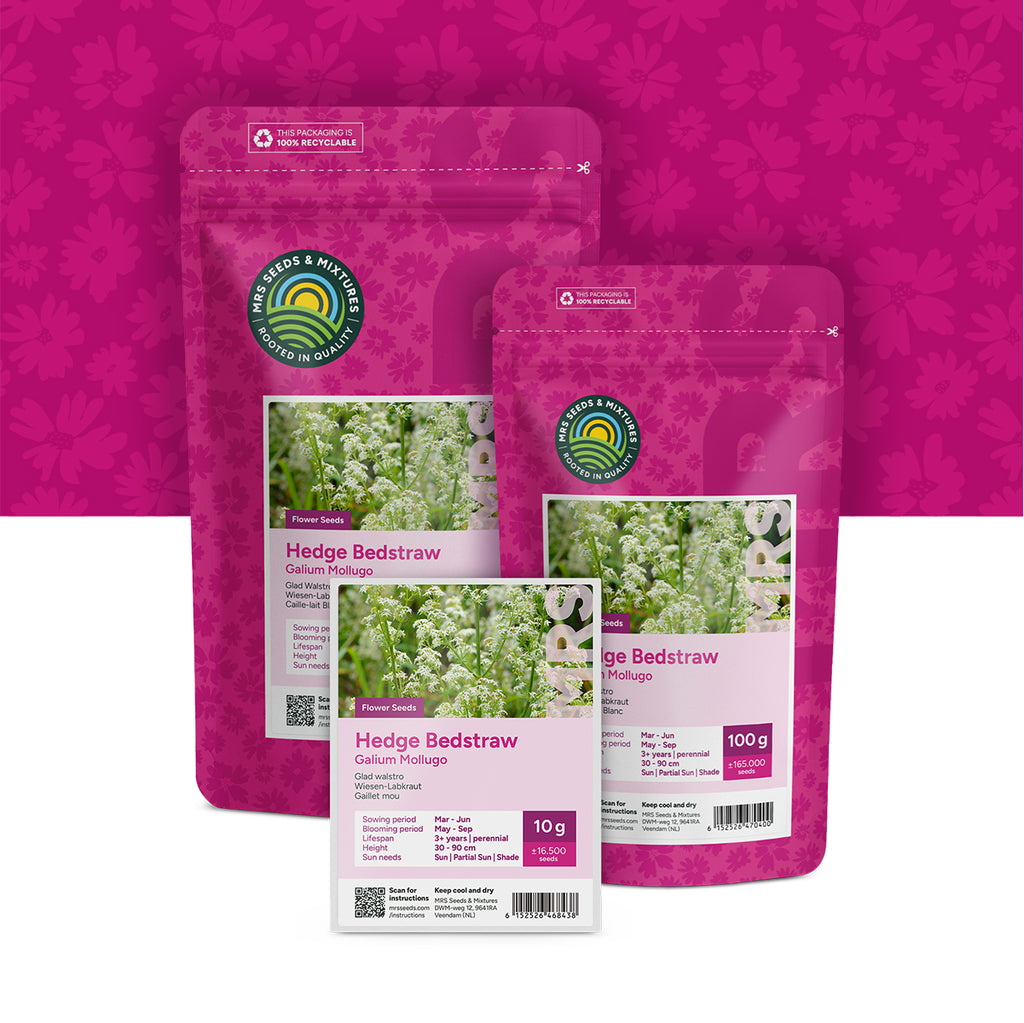Wiesen-Labkraut – Galium mollugo