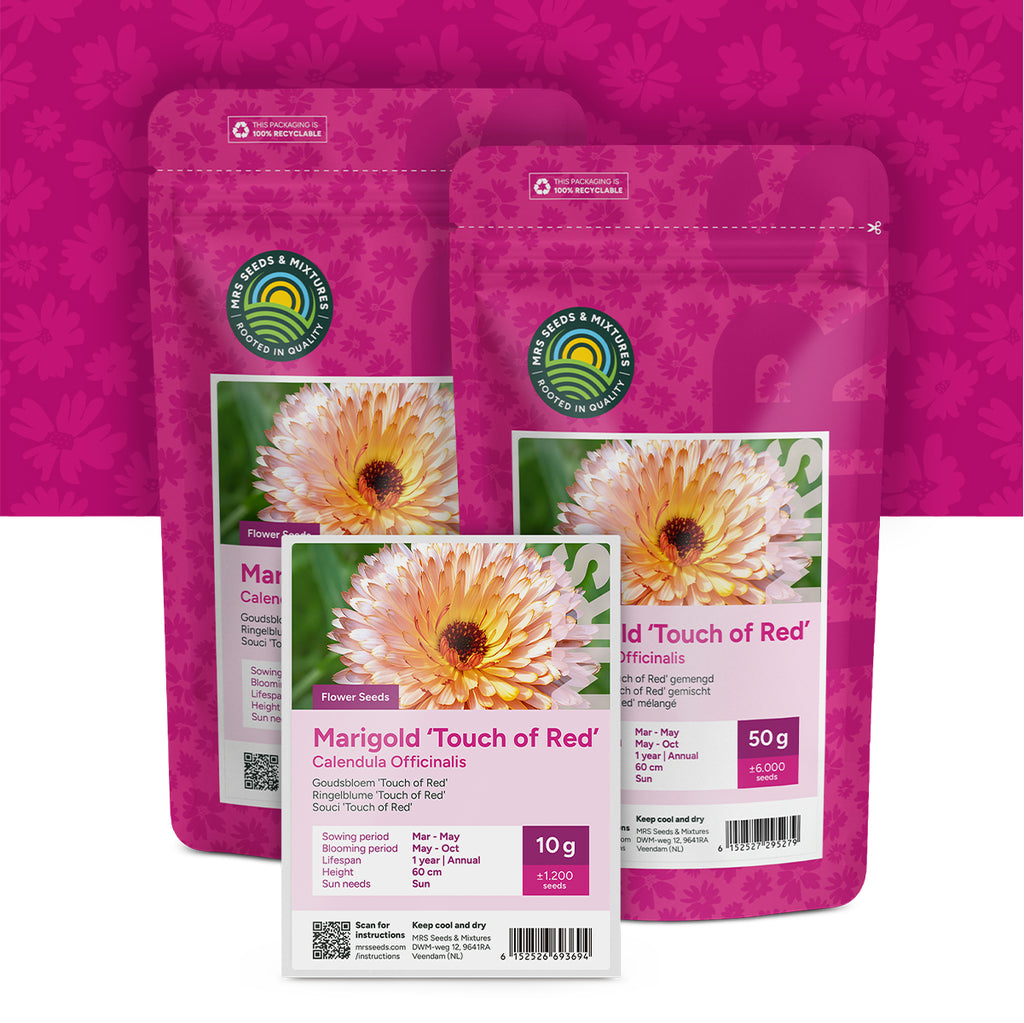 Ringelblume 'Touch of Red' – Calendula