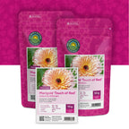 Ringelblume 'Touch of Red' – Calendula