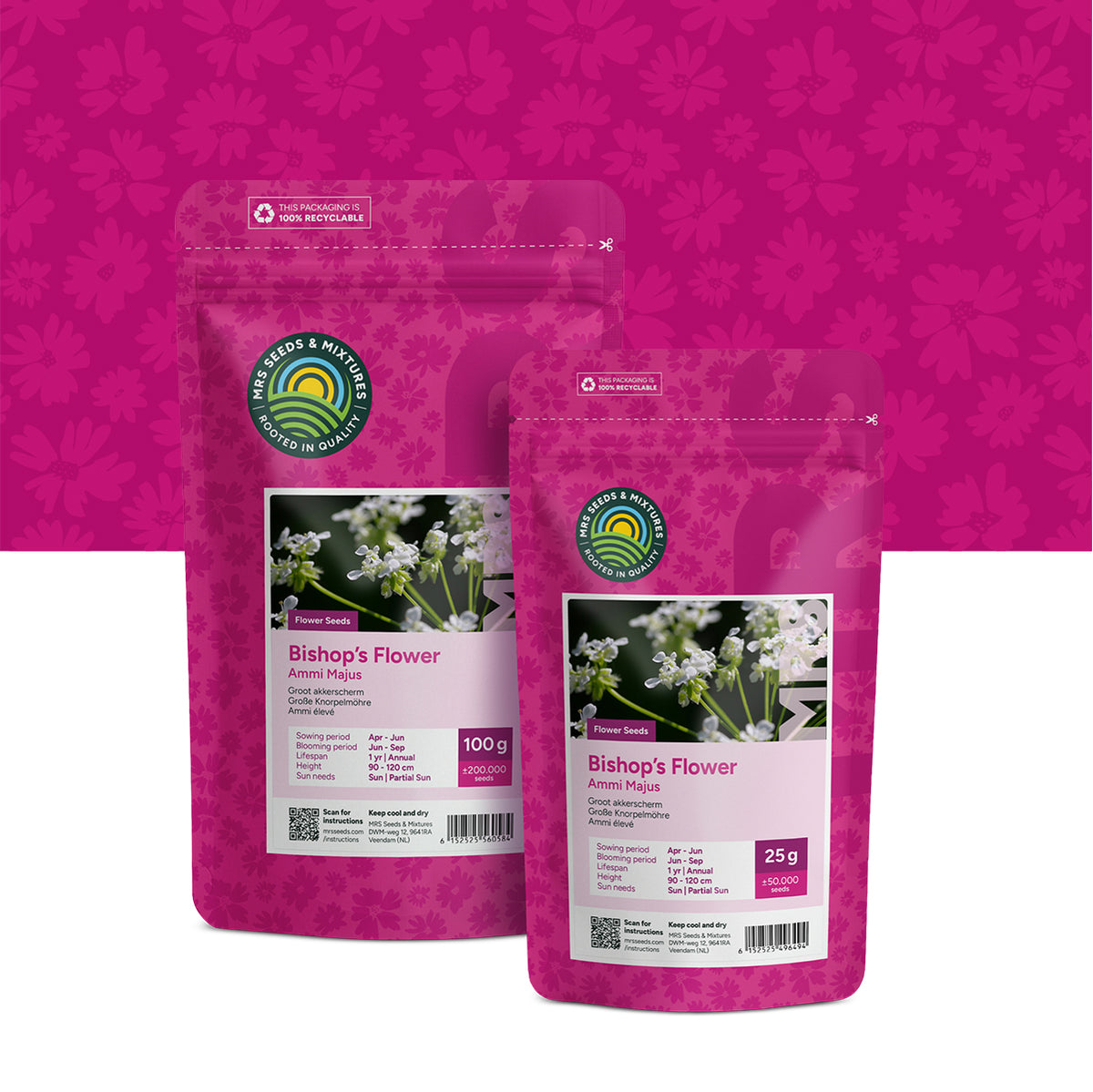 Große Knorpelmöhre – Ammi majus