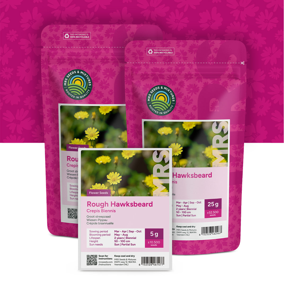 Wiesen-Pippau – Crepis biennis