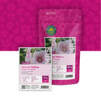 Bechermalve (gemischt) –  Lavatera trimestris