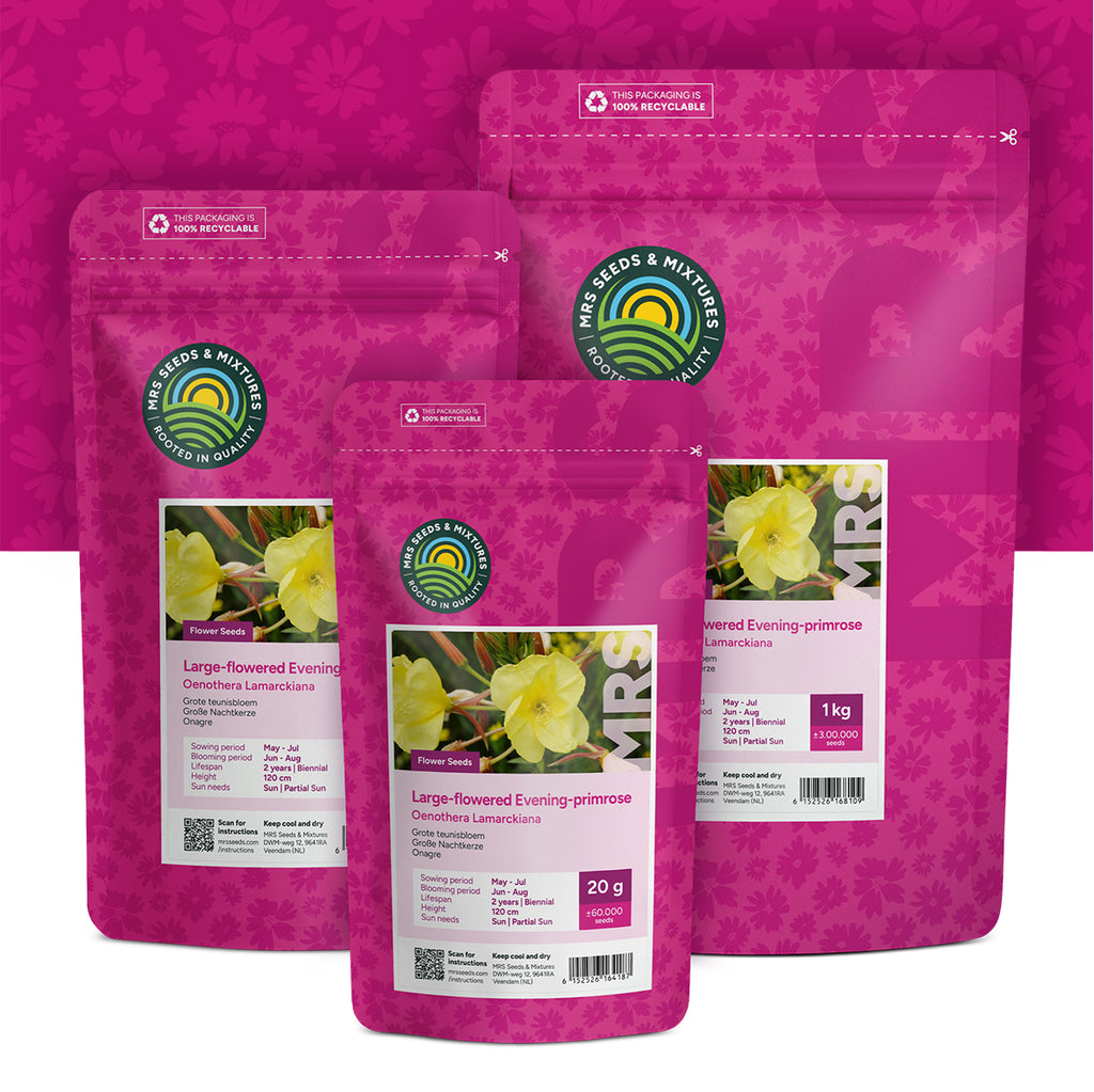 Große Nachtkerze  – Oenothera lamarckiana