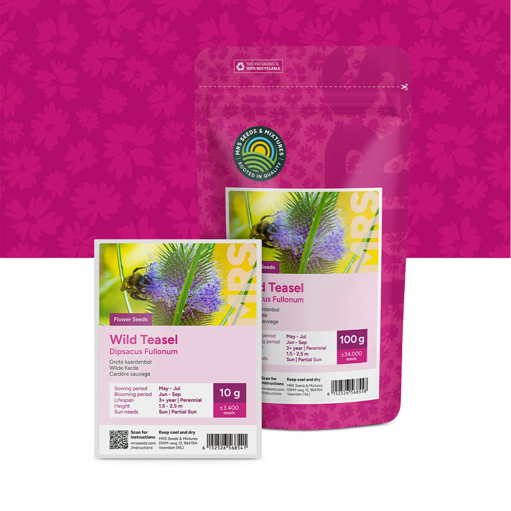 Wilde Karde – Dipsacus fullonum