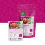 Brandschopf – Celosia cristata