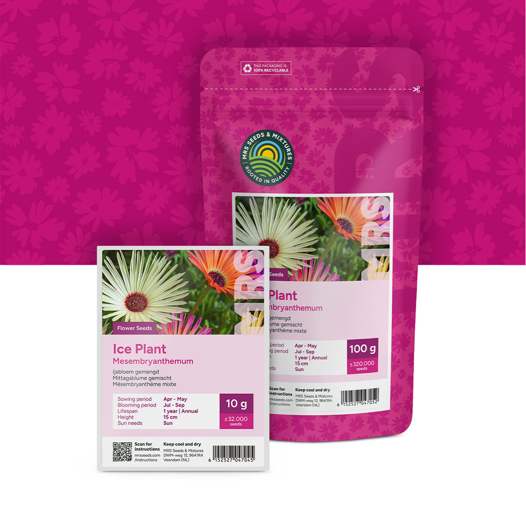 Mittagsblume (gemischt) – Mesembryanthemum