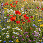 Happy Bee – Einheimische Bienen- & Hummelblumenmischung