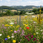 Joyfields Regionale Wildblumenmischung Deutschland - UG7 Rheinisches Bergland [de]
