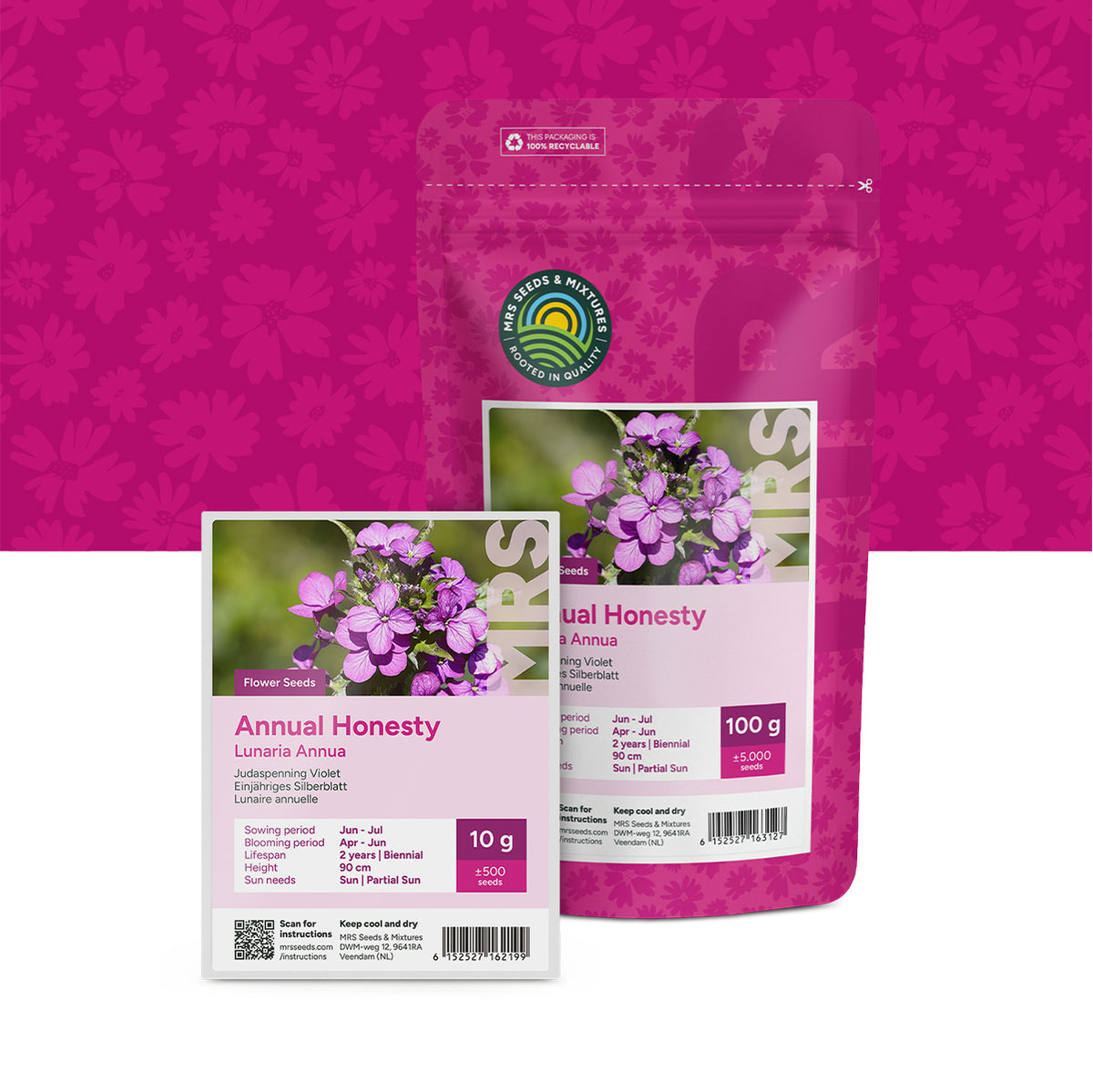 Einjähriges Silberblatt – Lunaria annua