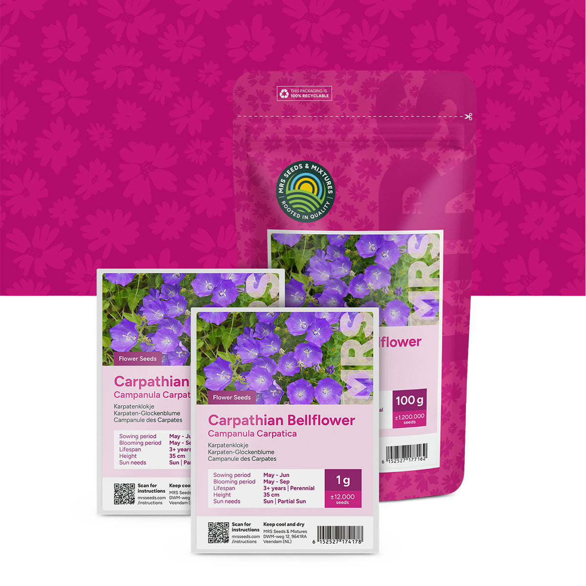 Karpaten-Glockenblume  – Campanula carpatica