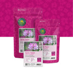 Spinnenpflanze  'Colour Fountain' – Cleome Spinosa