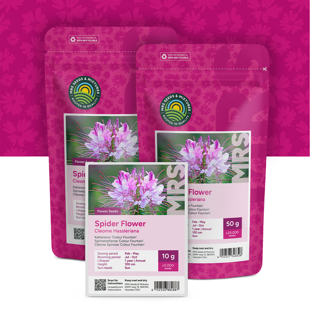 Spinnenpflanze  'Colour Fountain' – Cleome Spinosa