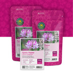 Spinnenpflanze  'Colour Fountain' – Cleome Spinosa