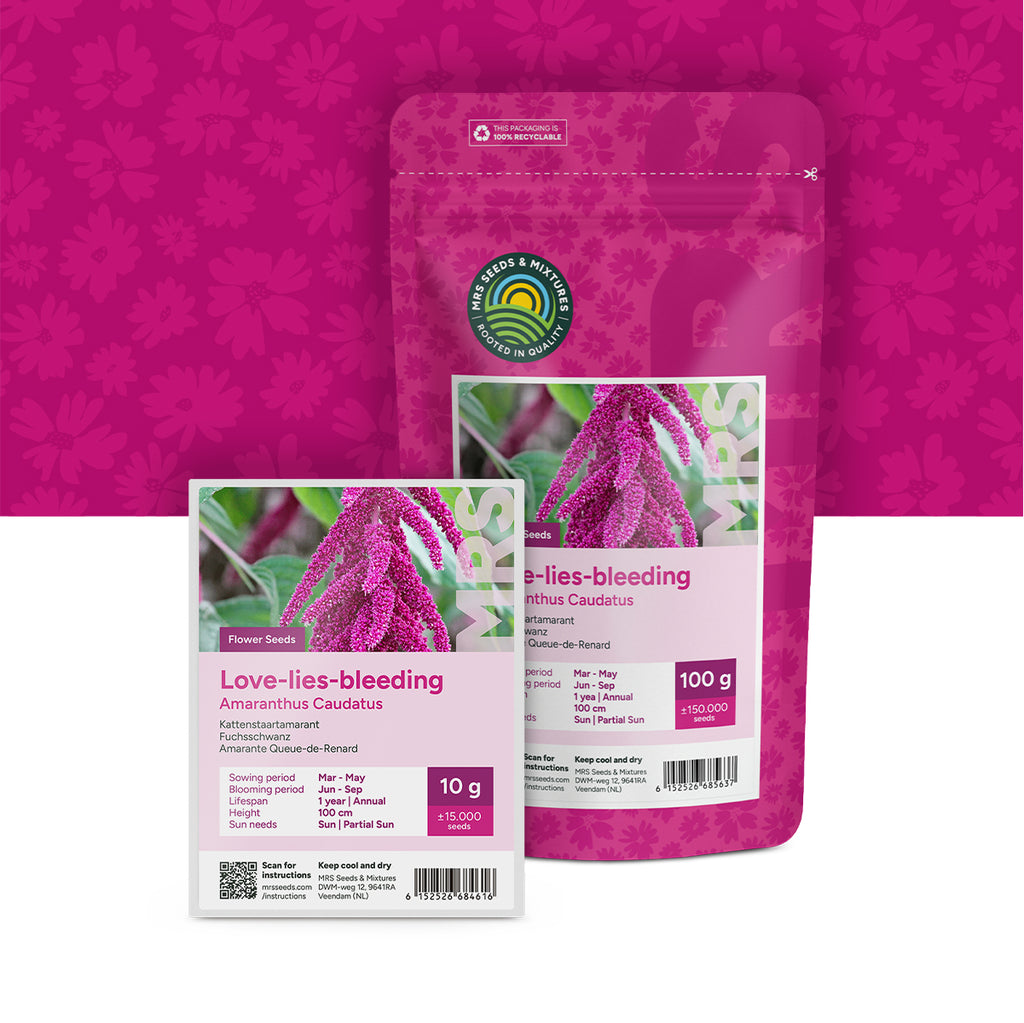 Fuchsschwanz  – Amaranthus caudatus