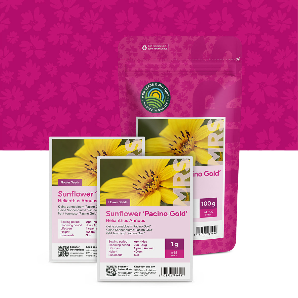 Kleine Sonnenblume 'Pacino Gold'