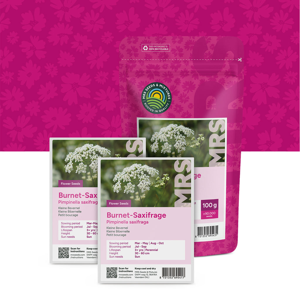 Kleine Bibernelle – Pimpinella saxifraga