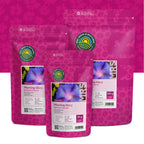 Prunkwinde – Ipomoea Purpurea
