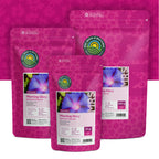 Prunkwinde – Ipomoea Purpurea