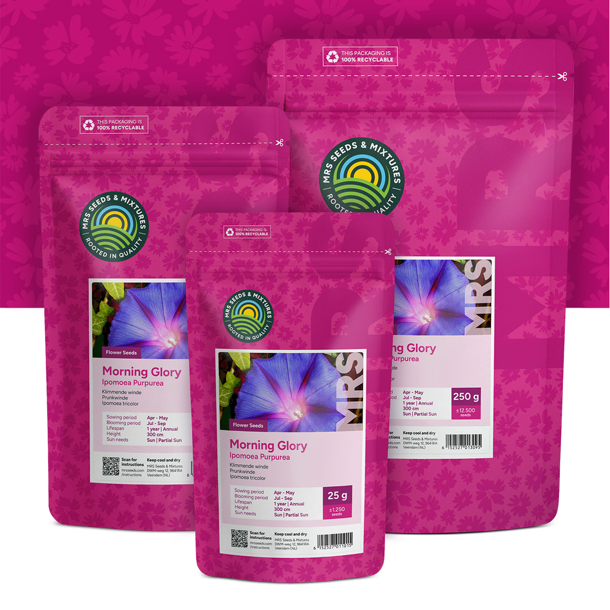 Prunkwinde – Ipomoea Purpurea