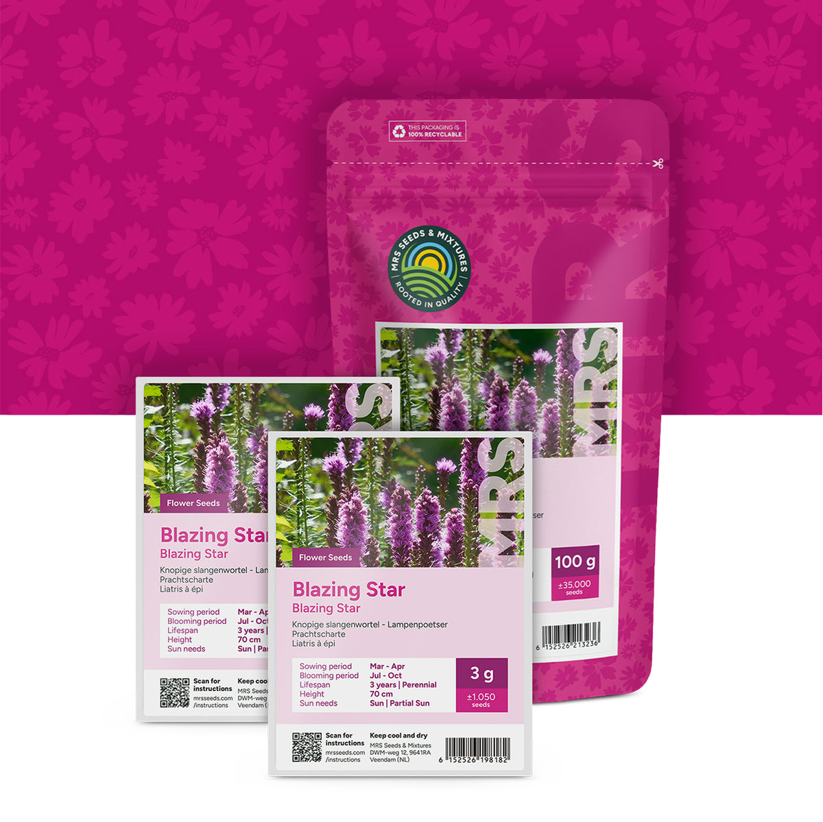 Prachtscharte – Liatris spicata