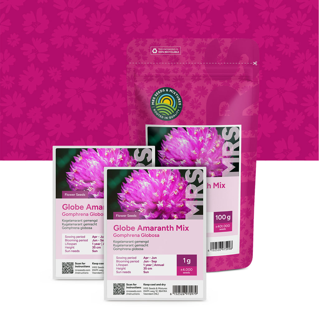Kugelamarant gemischt – Gomphrena globosa