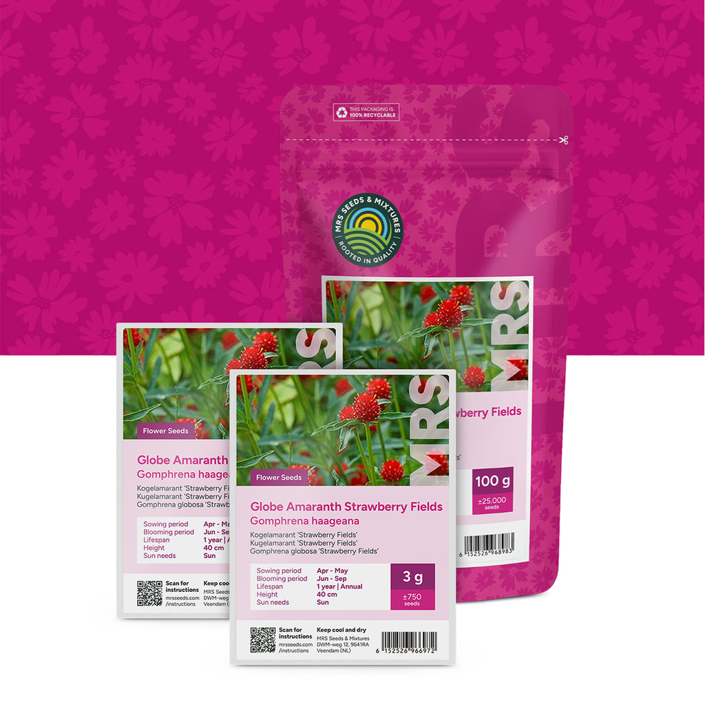 Kugelamarant 'Strawberry Fields' – Gomphrena haageana
