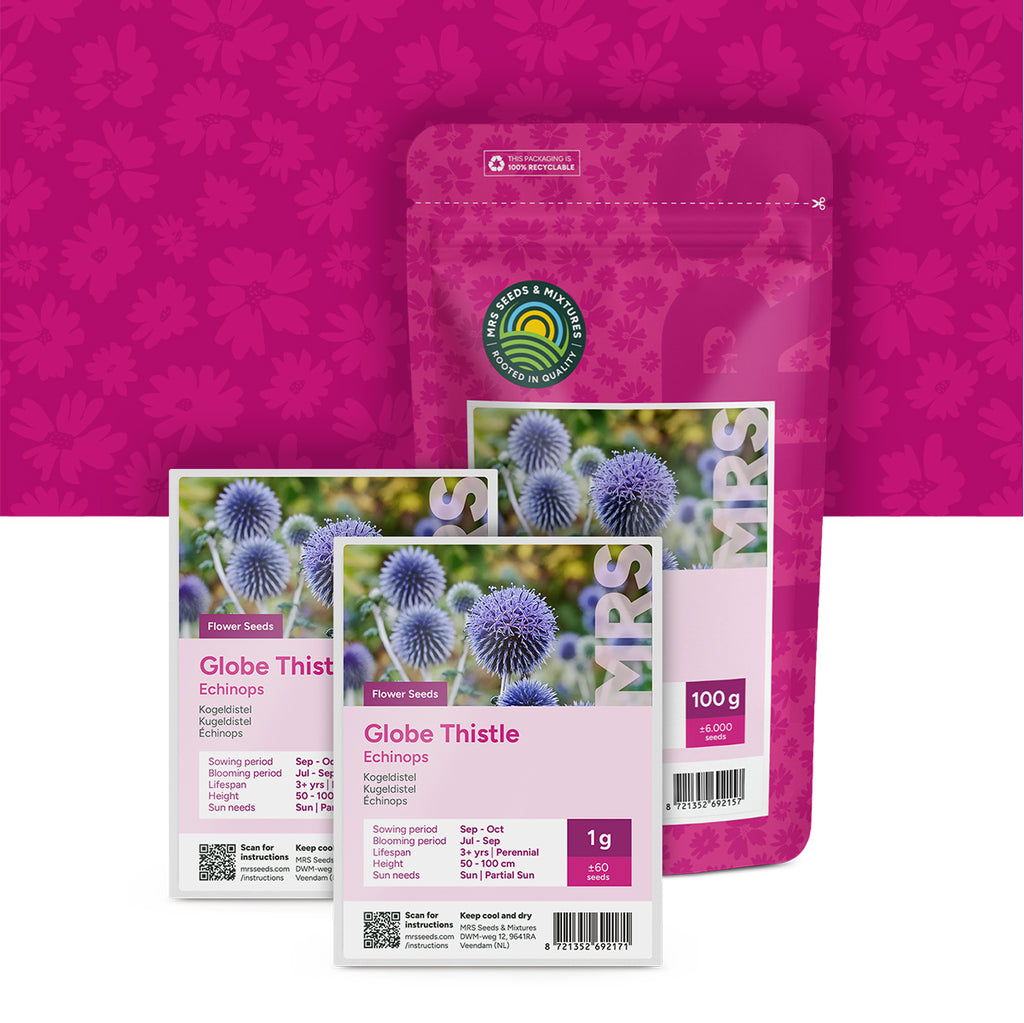 Kugeldistel – Echinops