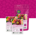Kokardenblume – Gaillardia aristata