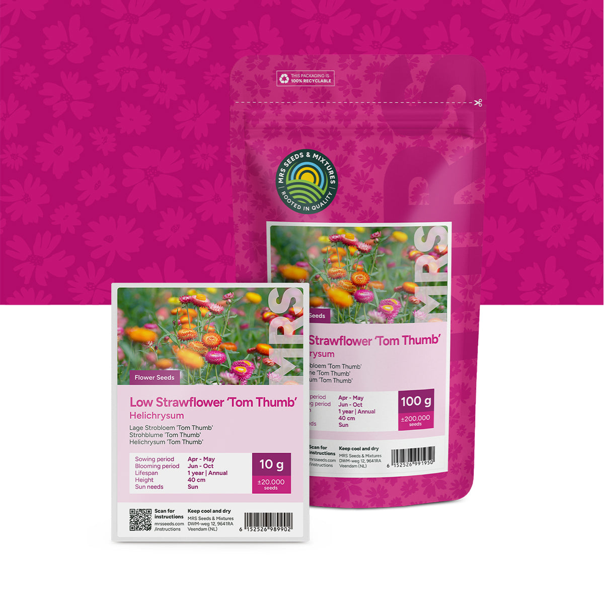 Strohblume 'Tom Thumb' – Helichrysum
