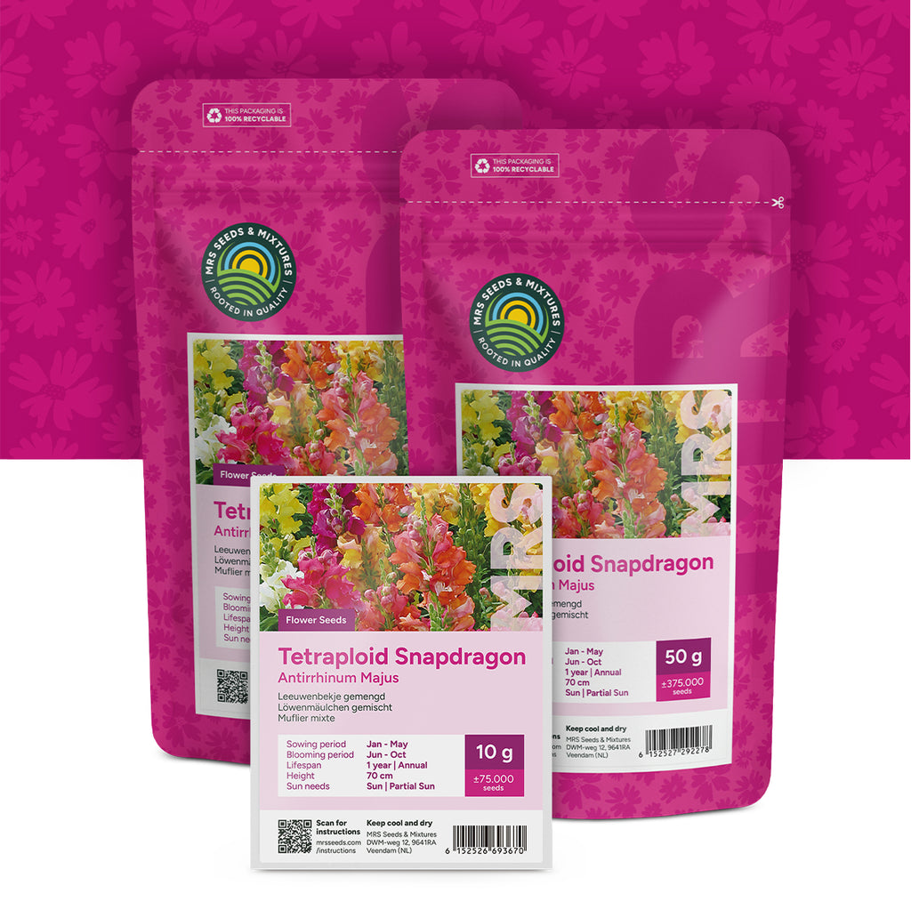 Löwenmäulchen (gemischt) – Antirrhinum majus