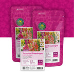 Löwenmäulchen (gemischt) – Antirrhinum majus