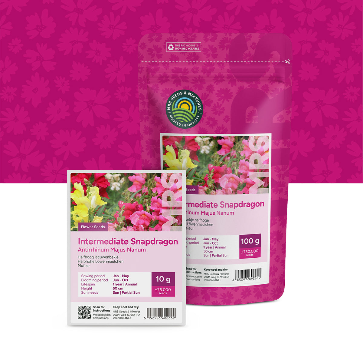 Großes Löwenmaul – Antirrhinum majus nanum