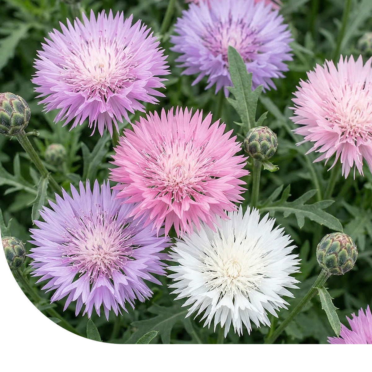 Kaiserkornblume – Centaurea moschata imperialis