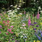 Waldrand und Schattenblumenmischung –  mehrjährig