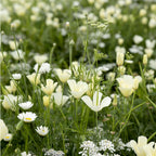 Sommerblumen Weiße Farbtöne Mix