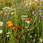 Schmetterlingsblumenmischung – Niedrig blühend