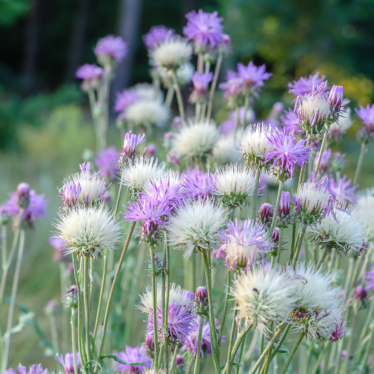 Kaiserkornblume – Centaurea moschata imperialis