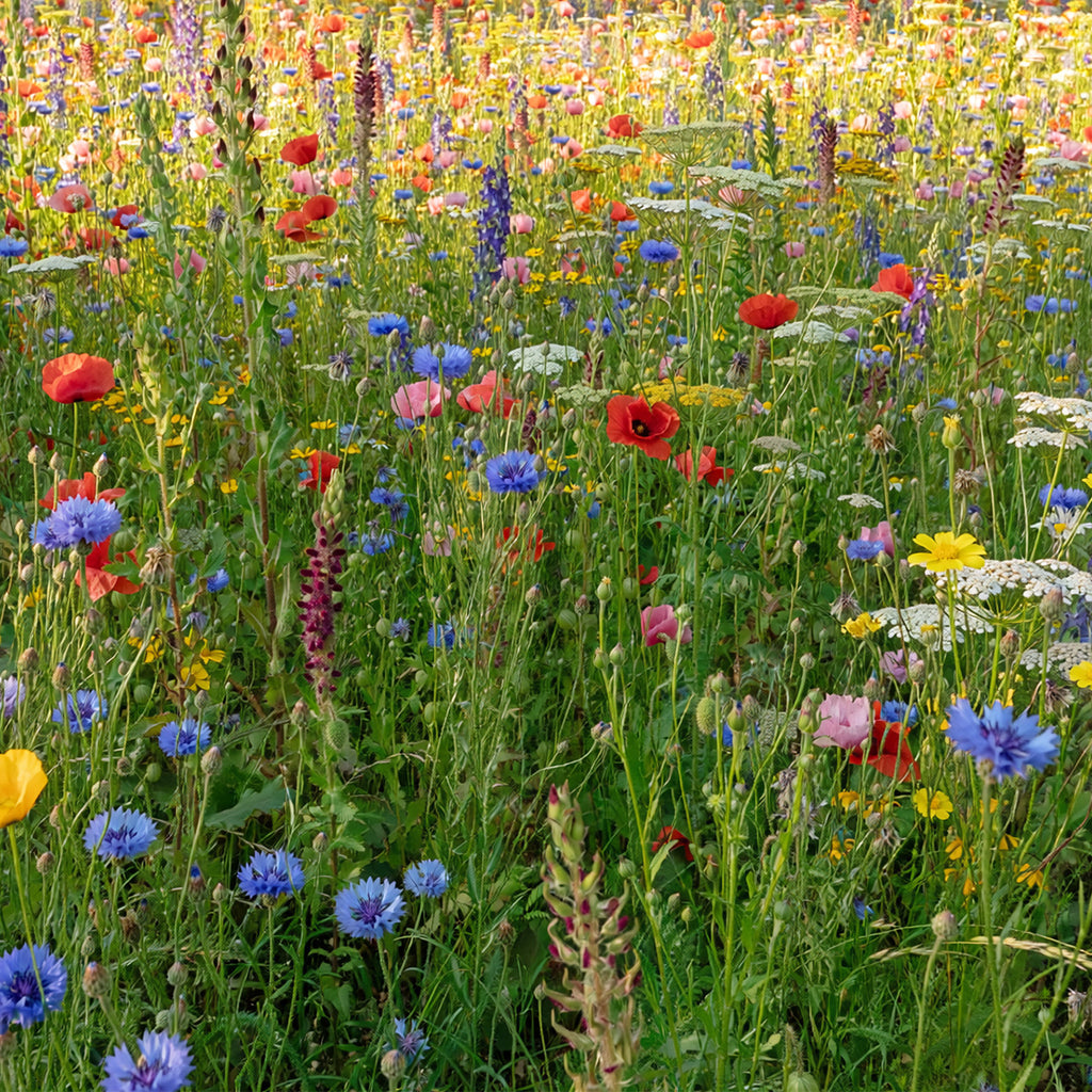 Blumenrasen | Blumenwiese mit Grassamen