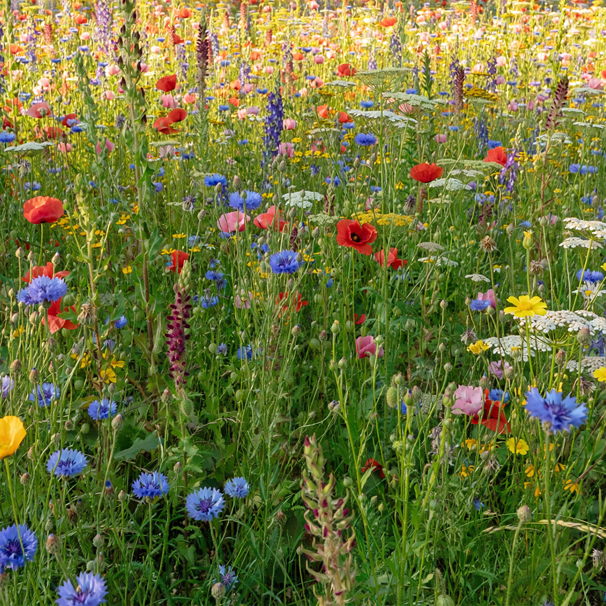Blumenrasen | Blumenwiese mit Grassamen