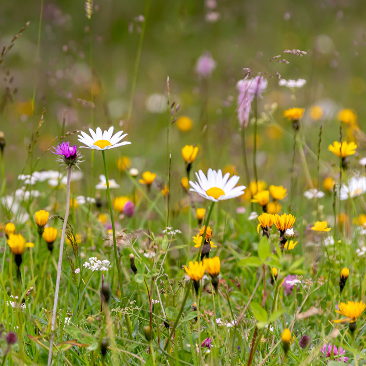M5 – Blumenrasen (Nektarreich) – Mehrjährig