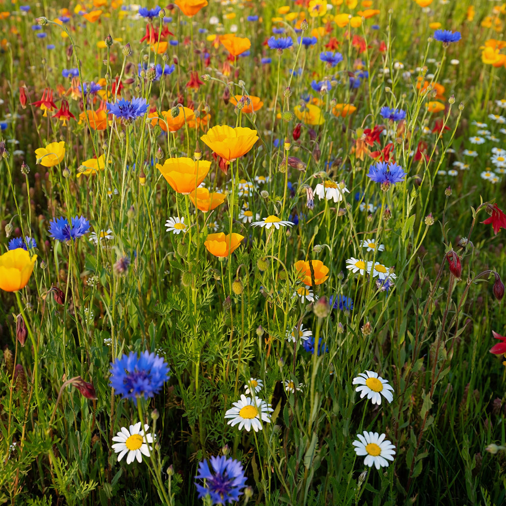 Niedrige Wildblumenmischung 1- und mehrjährig