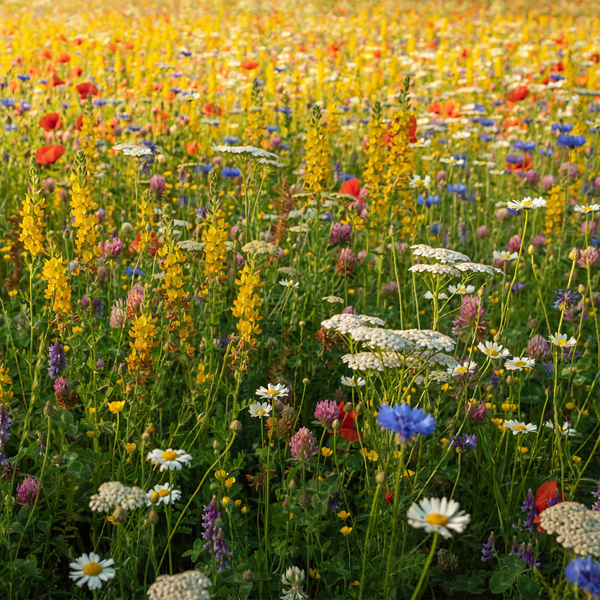 Einheimische Wildblumenmischung – mehrjährig
