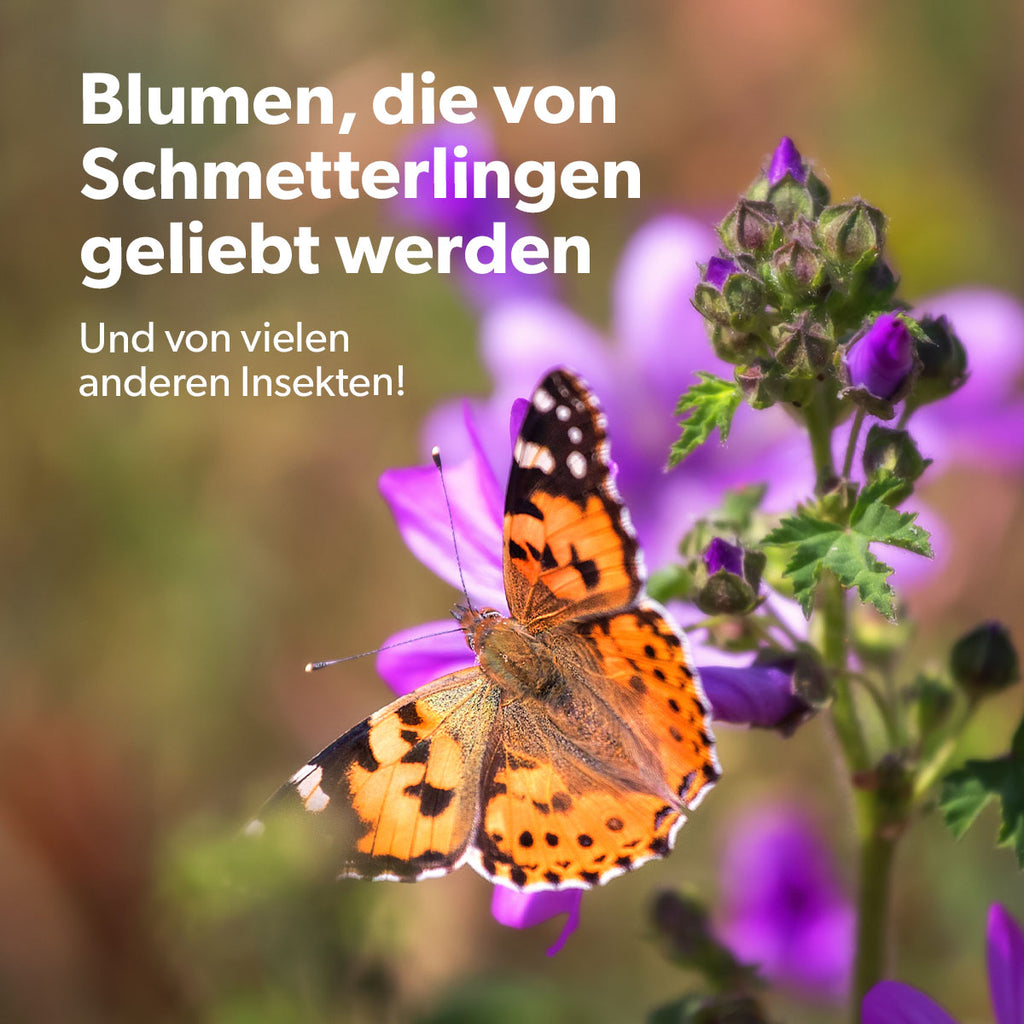 MRS-Seeds-4-Special-DE [de]