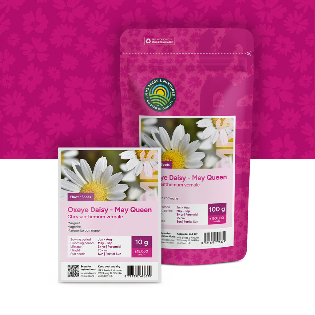 Magerwiesen-Margerite – Chrysanthemum vernale
