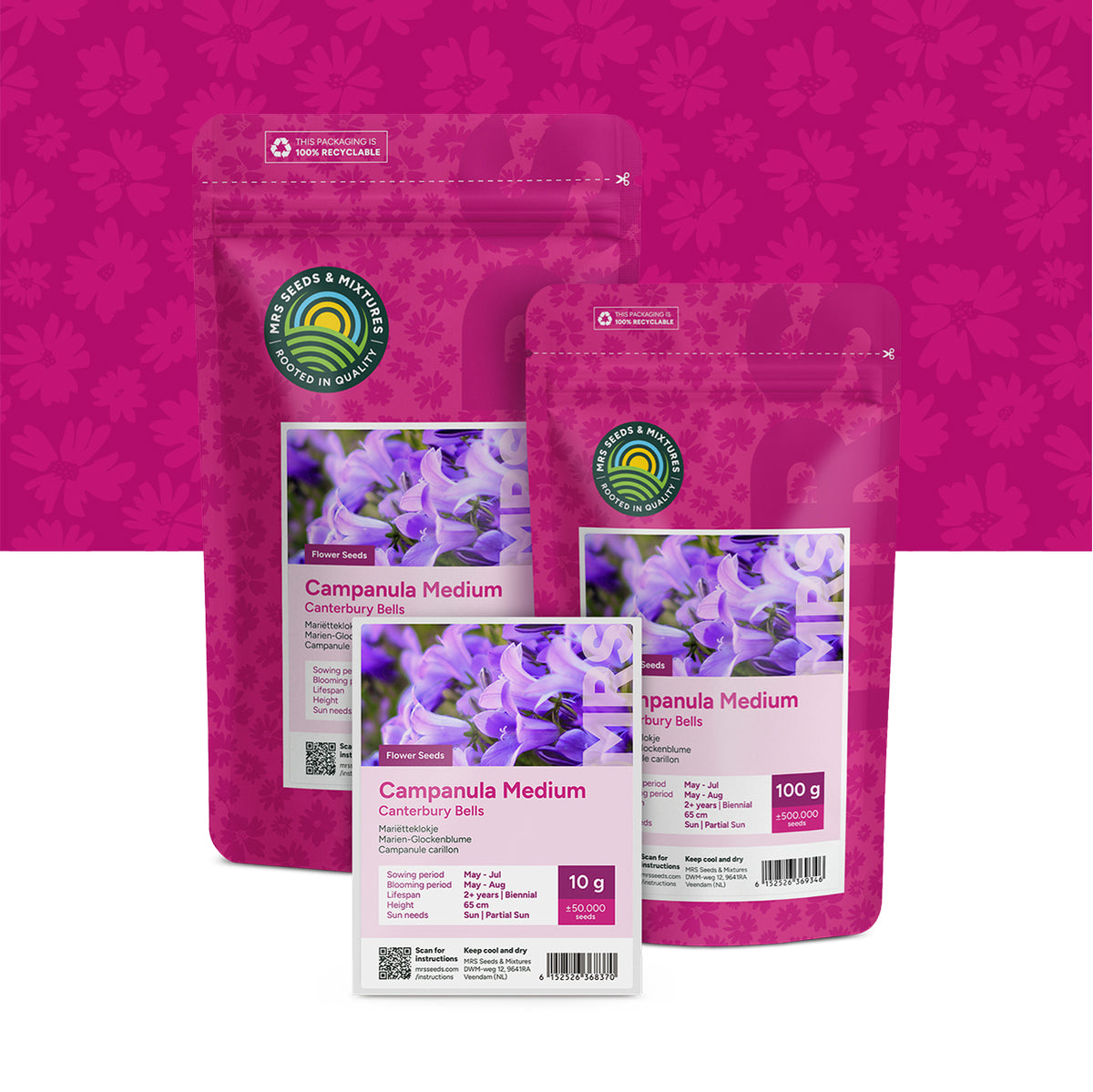 Marien-Glockenblume – Campanula medium
